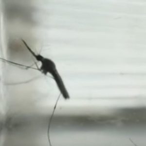 Scientists create eco-friendly mosquito bait