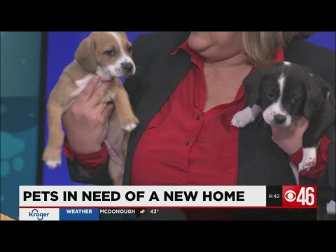 Adorable puppies now up for adoption