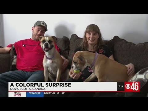 Dog owners surprised at birth of colorful green pup