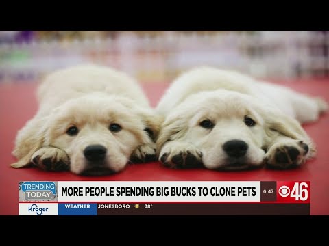 People are spending $50K to clone their pets
