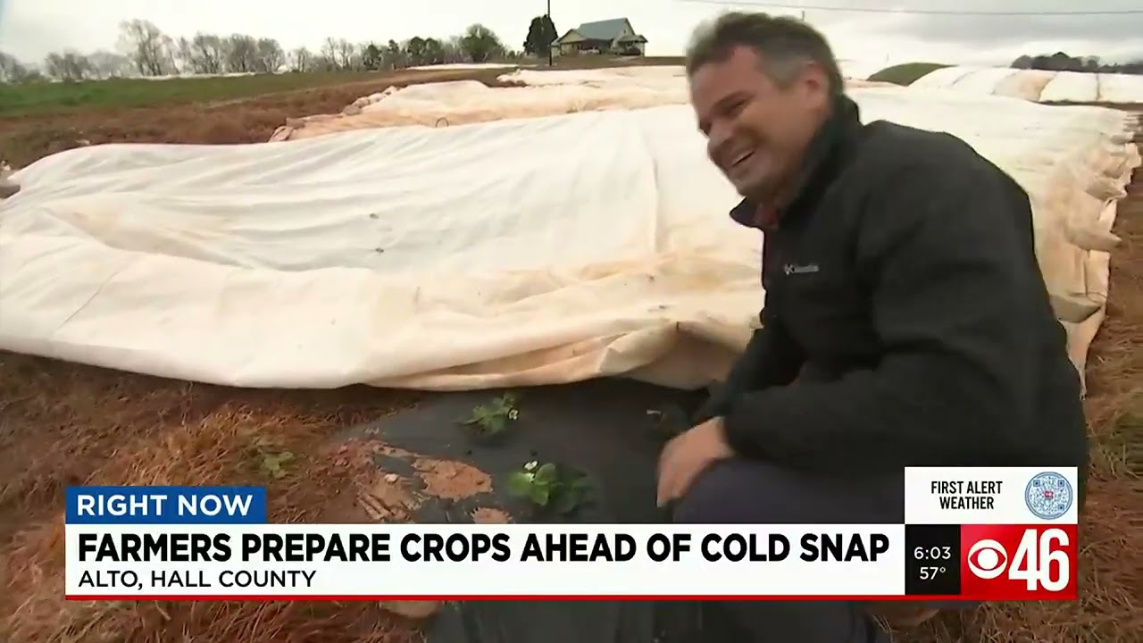 Georgia fruit farmers prepare budding crops ahead of weekend cold blast