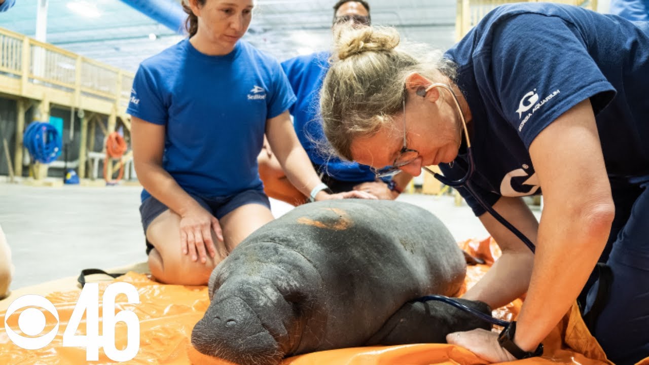 Georgia plays critical role in manatee survival