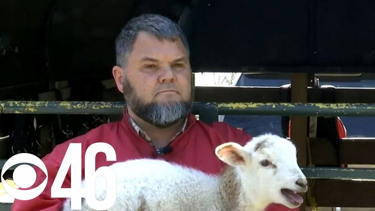 Metro Atlanta herder has lamb stolen
