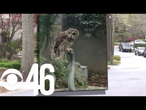 Residents say owl attacking them in Brookwood Hills