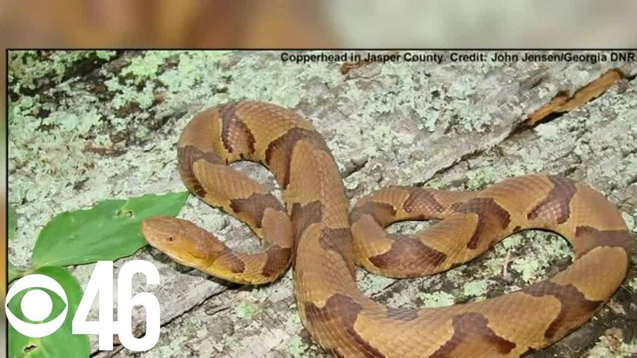 Protecting yourself and your pets from snake bites in metro Atlanta
