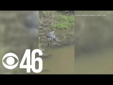 Woman spots large alligator in Peachtree City creek